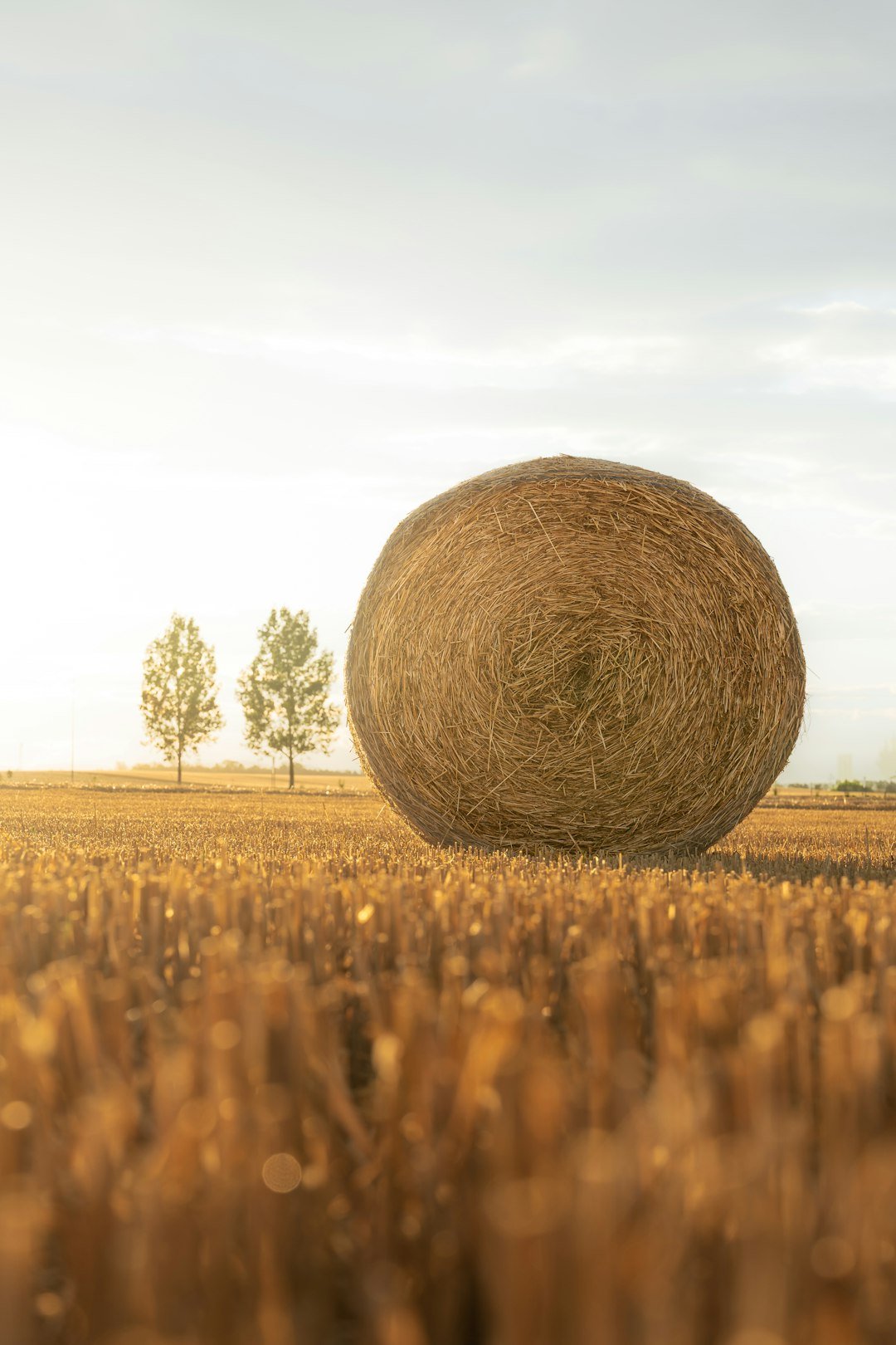 a-large-round-bale-of-hay-in-a-field-qy3deolxja0