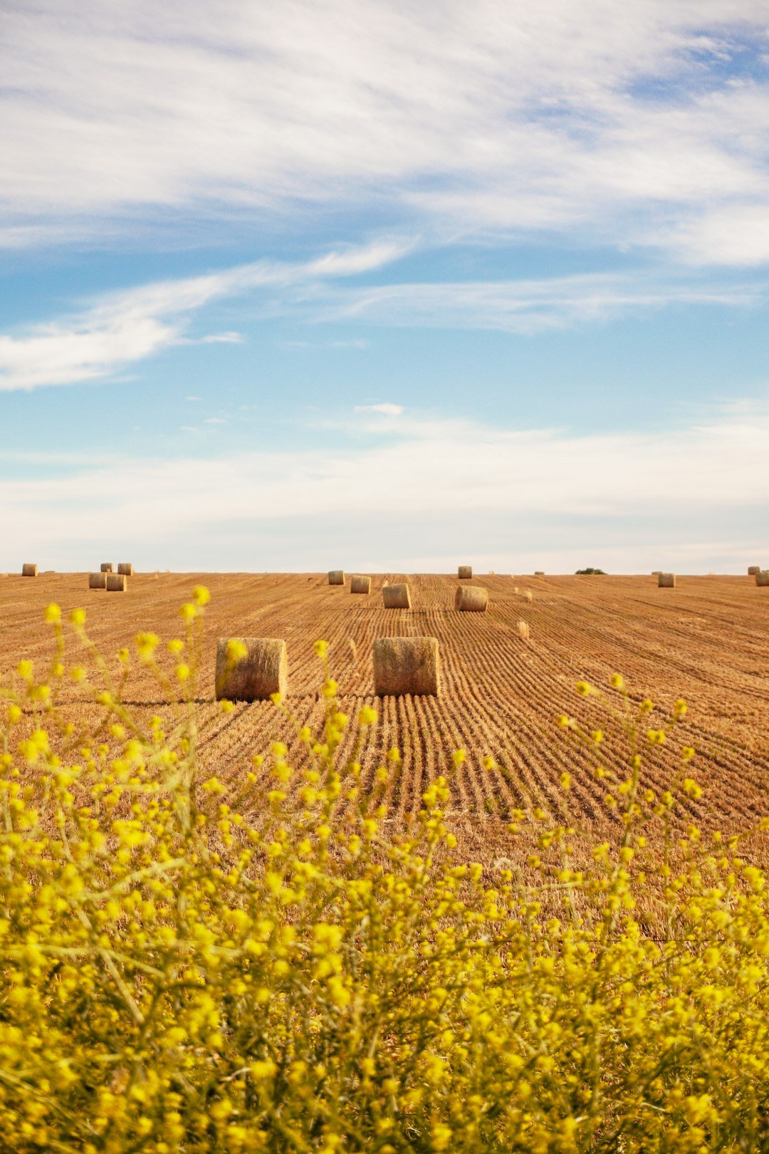 brown-grass-field-under-blue-sky-during-daytime-xkbxw2ucf3w