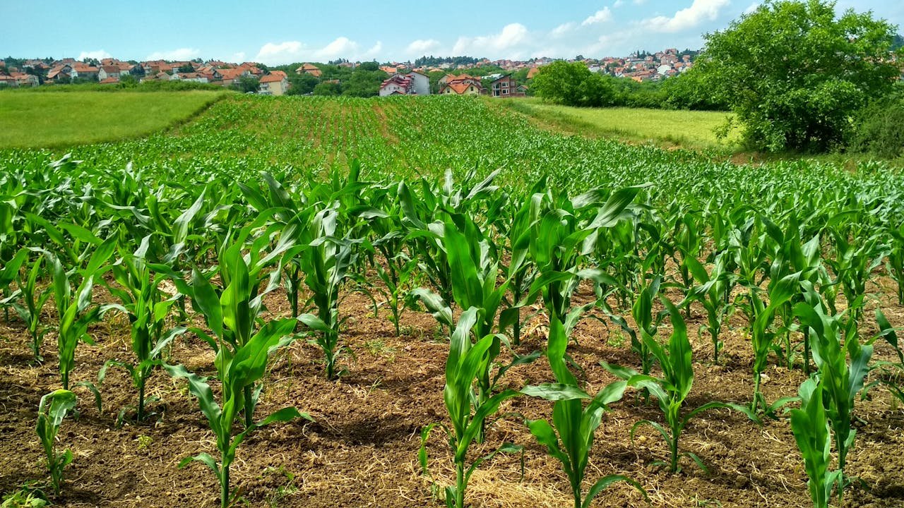 Vibrant cornfield in Beograd, Serbia, showcasing lush growth and suburban background.