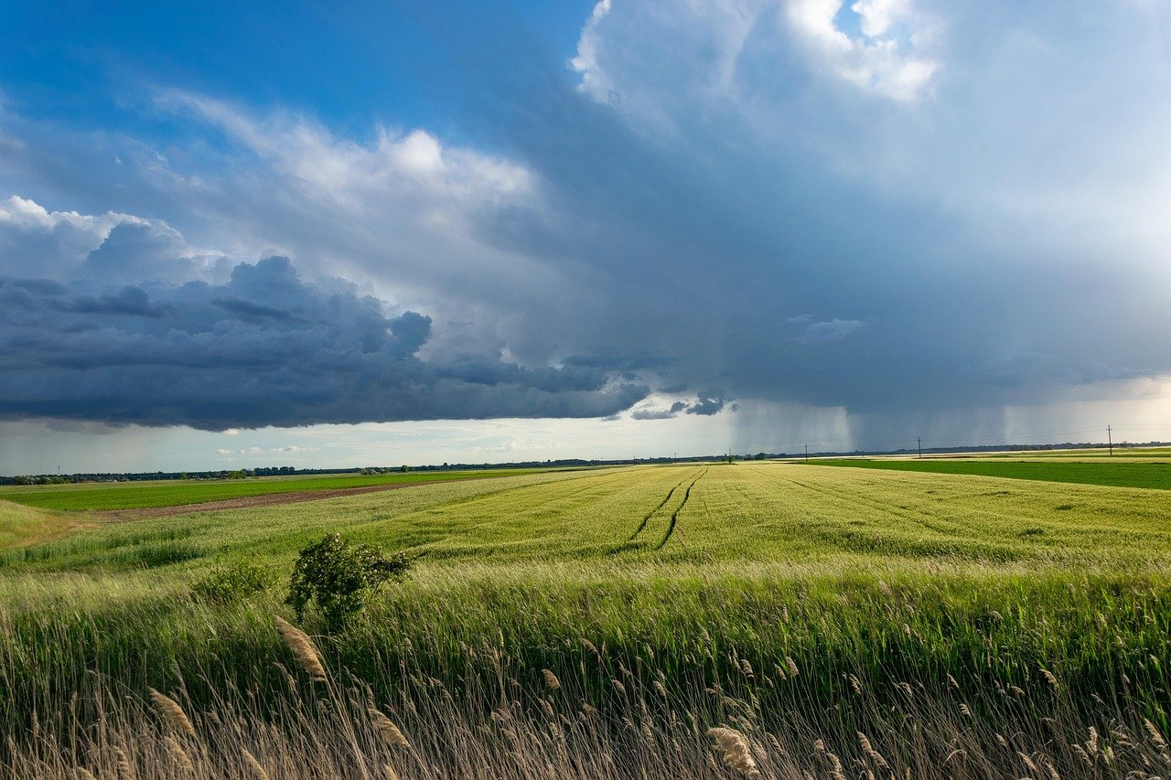 storm, wheat field, clouds, sky, nature, agriculture