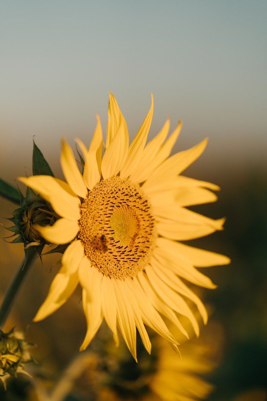sunflower, nature, flower background, bloom, flower, summer, beautiful flowers, flower wallpaper, yellow, plant